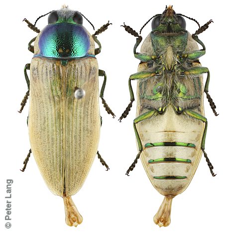 Calotemognatha yarelli yarelli, PL3554, male, from Melaleuca lanceolata, EP, 22.4 × 8.6 mm